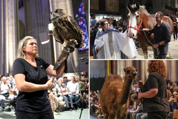 Pets flood NYC church for annual ‘blessing’ event honoring spate of animals – including dogs, turtles, parakeets and owls