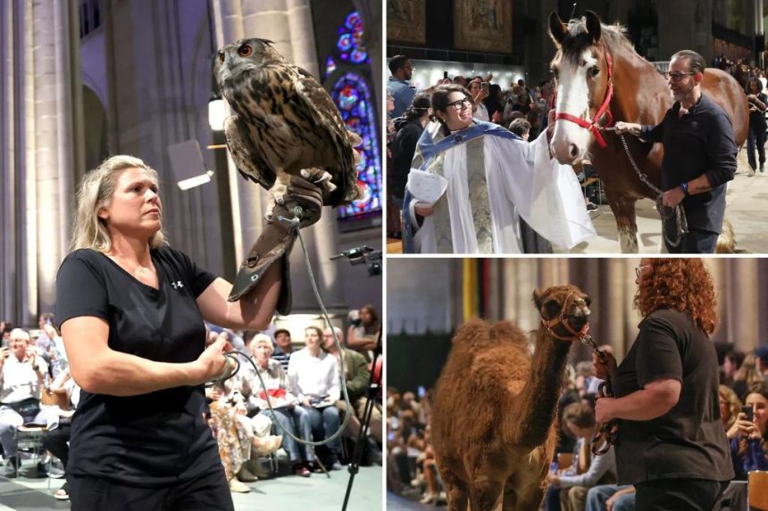 Pets flood NYC church for annual ‘blessing’ event honoring spate of animals – including dogs, turtles, parakeets and owls
