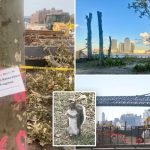 Exclusive | NYC squirrels saved from ‘certain death’ inside barren construction site as locals step in to rescue creatures