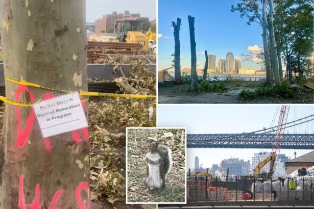 Exclusive | NYC squirrels saved from ‘certain death’ inside barren construction site as locals step in to rescue creatures