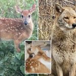 Michigan under fire for plan to euthanize non-releasable fawn, Peanut, and coyote, Kota