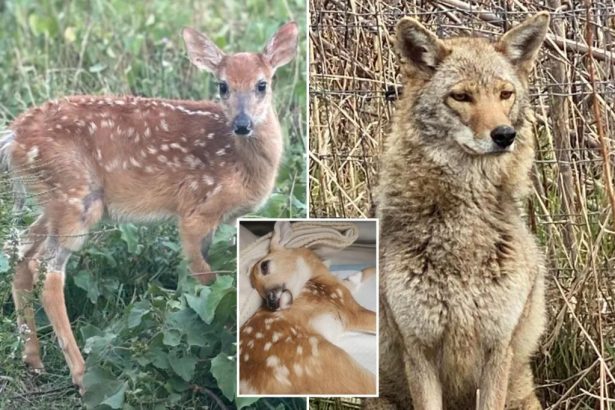 Michigan under fire for plan to euthanize non-releasable fawn, Peanut, and coyote, Kota