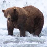 Chunk, a 1,200-pound bear with a broken jaw, wins Alaska’s popular Fat Bear Week contest