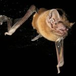 Bat vs. Robin—Scientists Capture Real-Life Audio of Midair Hunt