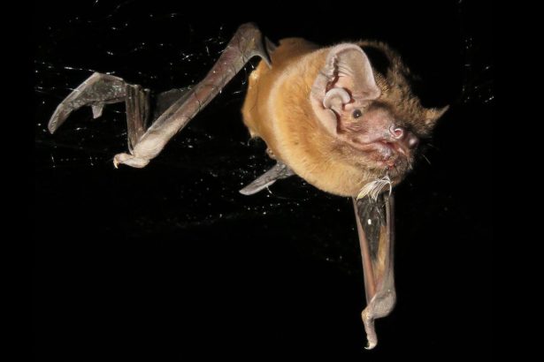 Bat vs. Robin—Scientists Capture Real-Life Audio of Midair Hunt