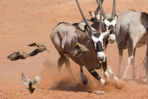 BBC Studios Lauds YouTube Partnership at Mipcom: ‘We Have Found Our Fandoms and Have Cracked Their Code’