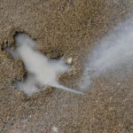Chicago’s infamous ‘rat hole’ likely caused from another critter, researchers say