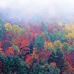 Scientists Map Microbiome Hidden Deep inside Tree Trunks