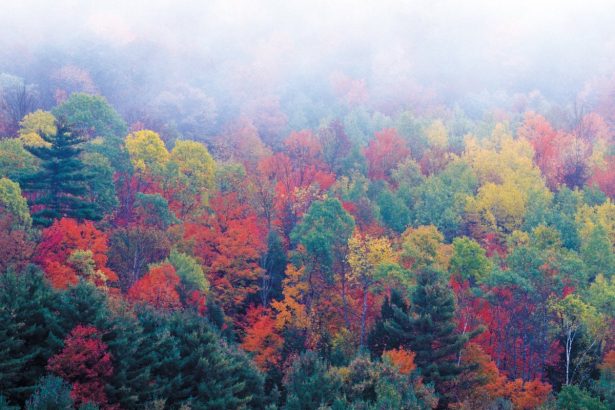 Scientists Map Microbiome Hidden Deep inside Tree Trunks