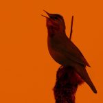 The Eclipse Turned Day to Night—And the Birds Went Quiet