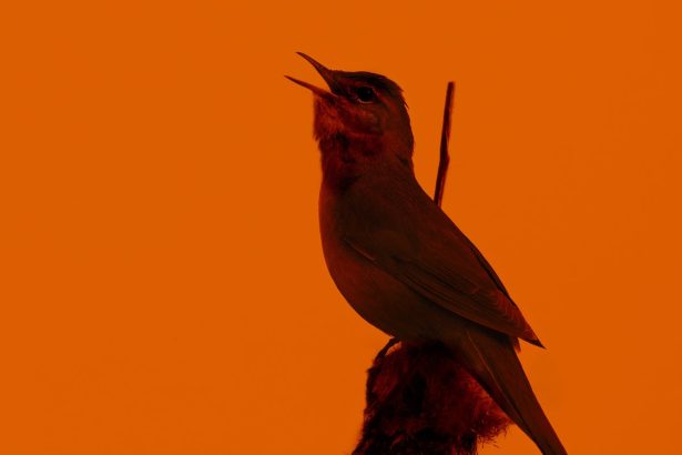 The Eclipse Turned Day to Night—And the Birds Went Quiet