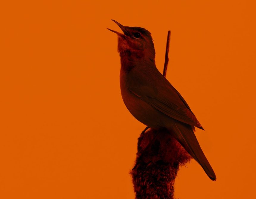 The Eclipse Turned Day to Night—And the Birds Went Quiet