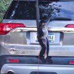 Pet spider monkey escapes from owner — is later lured back and caught with a cup of coffee