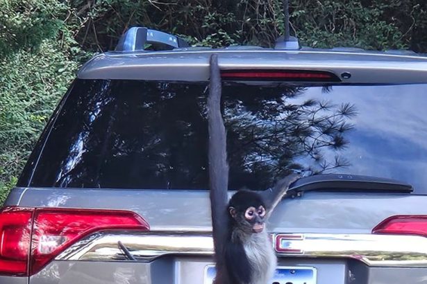 Pet spider monkey escapes from owner — is later lured back and caught with a cup of coffee