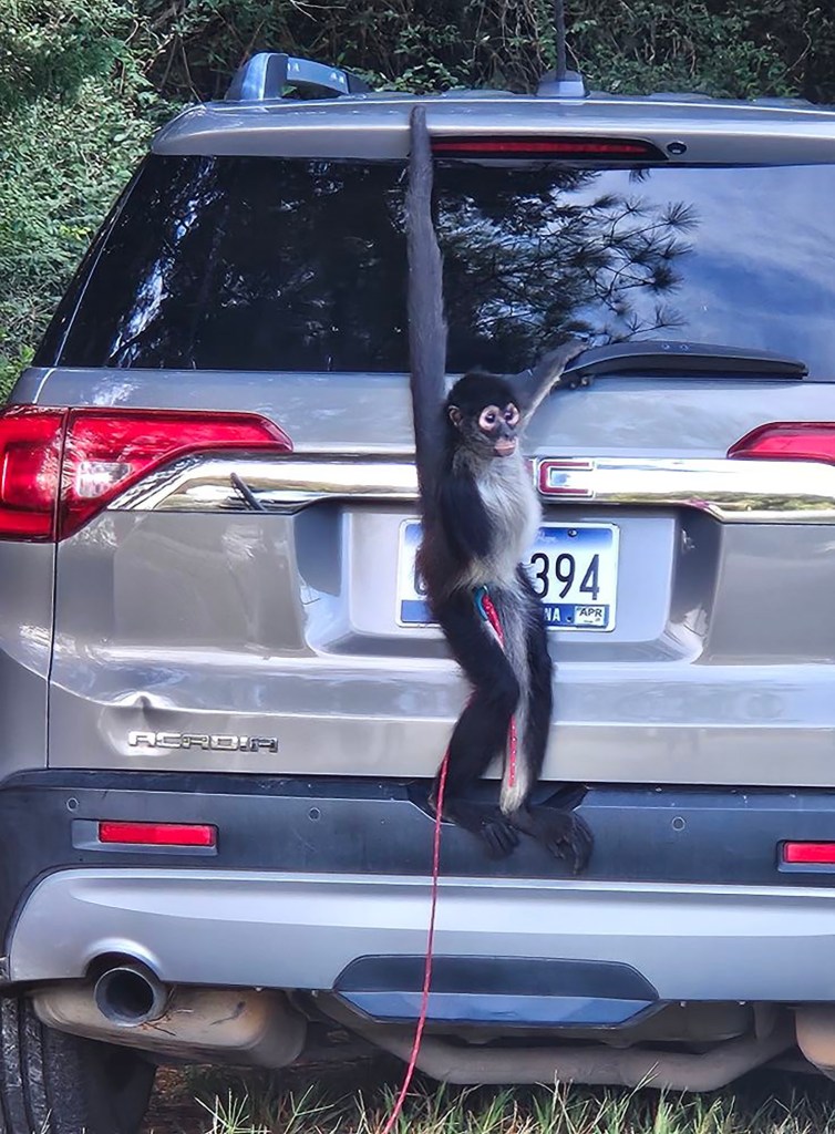 Pet spider monkey escapes from owner — is later lured back and caught with a cup of coffee