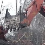 Sovereign forests