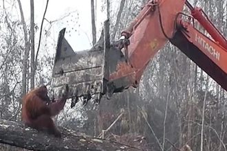 Sovereign forests