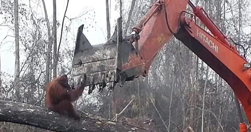 Sovereign forests