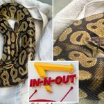 Animal style! Giant python found slithering around In-N-Out burger joint in California