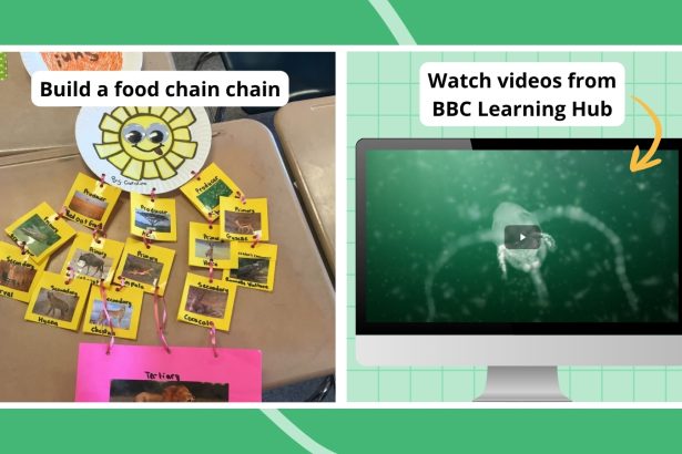 25 Fun Food Web and Food Chain Activities