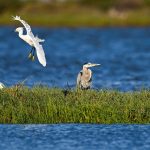 A Trump administration proposal could threaten what remains of Illinois wetlands