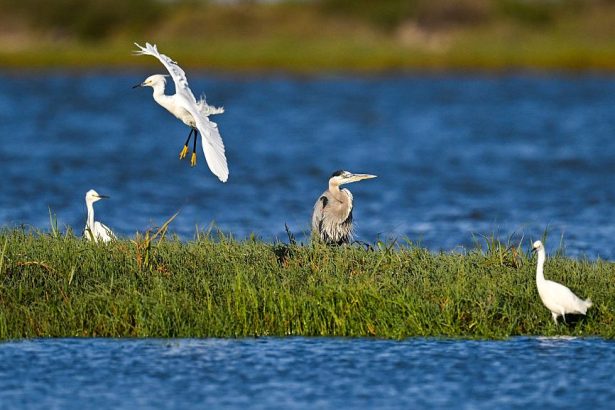 A Trump administration proposal could threaten what remains of Illinois wetlands