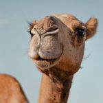 A Unique Protein in Camels And Llamas May Protect The Brain From Alzheimer’s : ScienceAlert