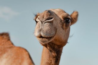 A Unique Protein in Camels And Llamas May Protect The Brain From Alzheimer’s : ScienceAlert