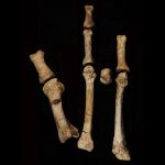 A foot fossil suggests a second early human relative lived alongside Lucy