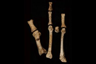 A foot fossil suggests a second early human relative lived alongside Lucy