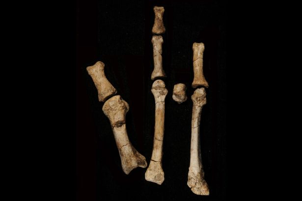 A foot fossil suggests a second early human relative lived alongside Lucy