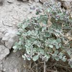 A special shape shift helps a shrub thrive in blistering heat