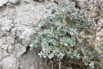 A special shape shift helps a shrub thrive in blistering heat