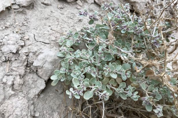 A special shape shift helps a shrub thrive in blistering heat