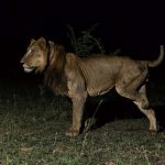 A three-legged lion has learned to hunt in a completely unexpected way