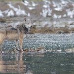 A wolf raided a crab trap. Was it tool use or just canine cunning?