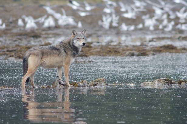 A wolf raided a crab trap. Was it tool use or just canine cunning?