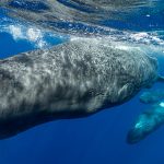 AI eavesdropped on whale chatter. It may have helped find something new
