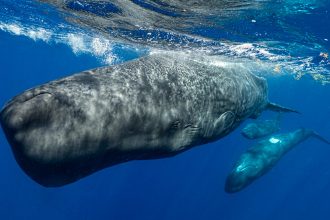 AI eavesdropped on whale chatter. It may have helped find something new