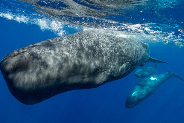 AI eavesdropped on whale chatter. It may have helped find something new