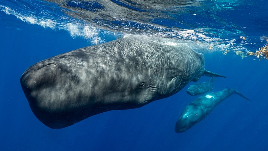 AI eavesdropped on whale chatter. It may have helped find something new