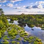 Africa’s forests are now emitting more CO2 than they absorb