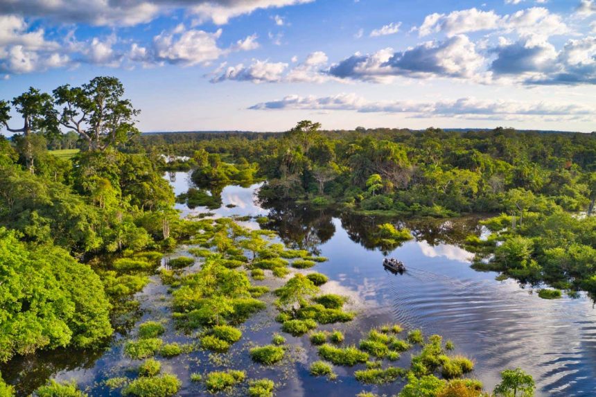 Africa’s forests are now emitting more CO2 than they absorb