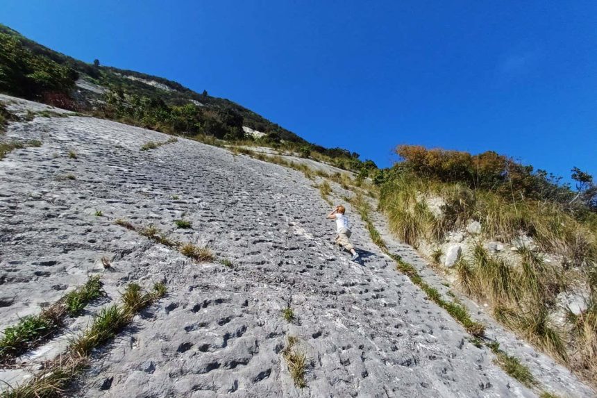 Ancient tracks may record stampede of turtles disturbed by earthquake