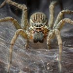 Arachnid Megacity Discovered in Cave May Be World’s Largest Spider Web : ScienceAlert