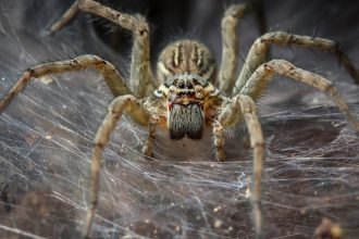Arachnid Megacity Discovered in Cave May Be World’s Largest Spider Web : ScienceAlert