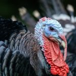 Are Turkeys at Risk of Bird Flu This Thanksgiving?