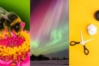 Awesome Auroras, Morse Code For Bees, And More! : ScienceAlert