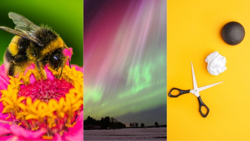 Awesome Auroras, Morse Code For Bees, And More! : ScienceAlert