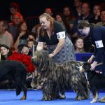 Belgian sheepdog Soleil wins top prize at National Dog Show : NPR